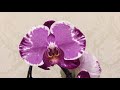 Бомбезный завоз орхидей в Бауцентр ! Шикарная орхидея - подарок от Тани  Черваковой!!!