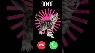 Download Lagu #ringtone #funny #call #memes #iphone #kitten MP3