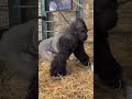 Gorilla in cage
