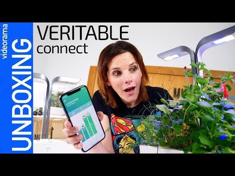 Vídeo: Què és una veritable planta?
