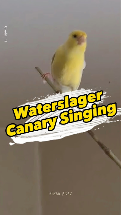 waterslager Canary Singing #canarysinging