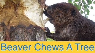 Busy Beaver Chewing on a Large Tree Trunk