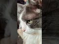 Кот и отдых #cat #веселыекоты #кот #прикольныекоты #котик #котики
