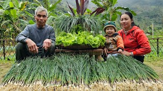 Harvest Palanquin vegetables go market sell - Cooking with grandp