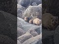 Даманы-скальные кролики
