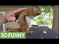 Squirrel makes hilariously adorable sounds while eating