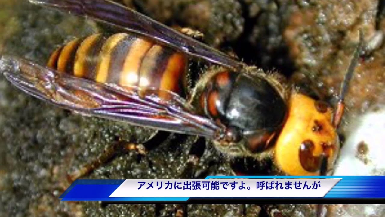 キラービーとオオスズメバチはどっちが凶悪