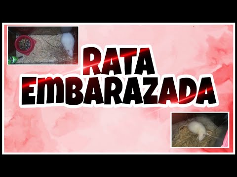 Video: Cómo Cuidar A Una Rata Preñada