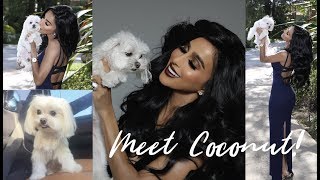 The Truth About Why My Dog Coconut Walks In Circles Lilly Ghalichi Mir