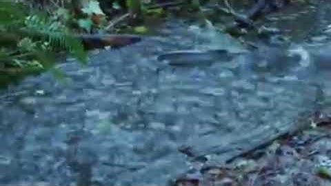 Cá vượt ngược dòng là cá sống, người vượt nghịch cảnh người thành công