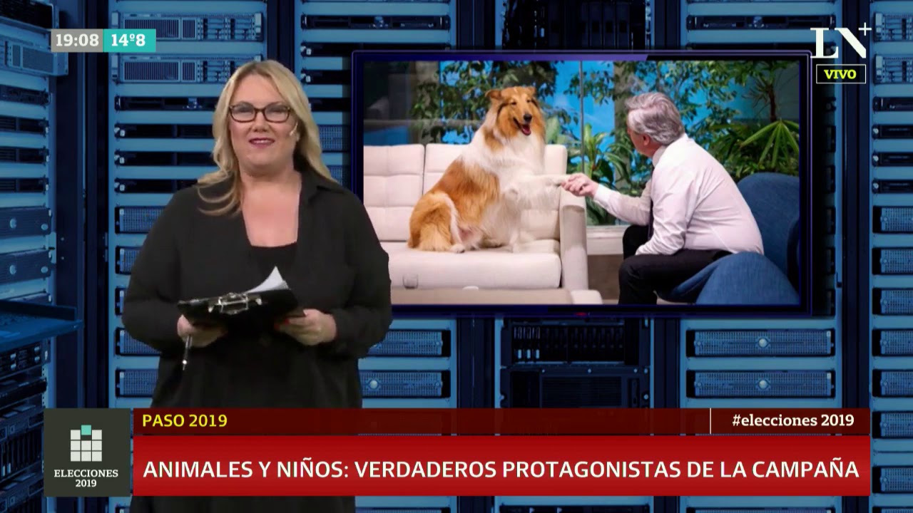 No solo Dylan: Animales y niños, los otros protagonistas de las PASO 2019 padrone 意味