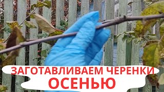 Черенки Впрок | Прививаем Плодовые Деревья Весной | Черенки Заготавливаем Осенью