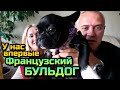 6-месячный ФРАНЦУЗСКИЙ БУЛЬДОГ - уже 2 недели у нас / Впечатления и наблюдения / КАКОЙ КОРМ даём