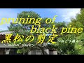 #17 黒松の剪定　～みどり摘み～　pruning of black pine ～midori pluck～