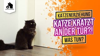 🔥 Katze kratzt an Tür (nachts) Katze erziehen, Anti-Tür-kratz-Training, was tun?, Tipps & Tricks