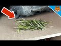 Put Rosemary in your Closet and WATCH WHAT HAPPENS💥(Genius Trick)🤯