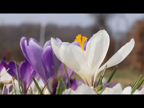 Ogród Botaniczny budzi się na wiosnę - ITV Kielce