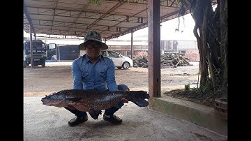 CÂU CÁ TRẮM ĐEN 15KG[Đồ Câu Hải Đăng ]