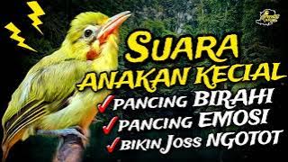 suara anakan Kecial kuning ampuh pancing birahi Kecial bikin emosi dan Joss ngotot