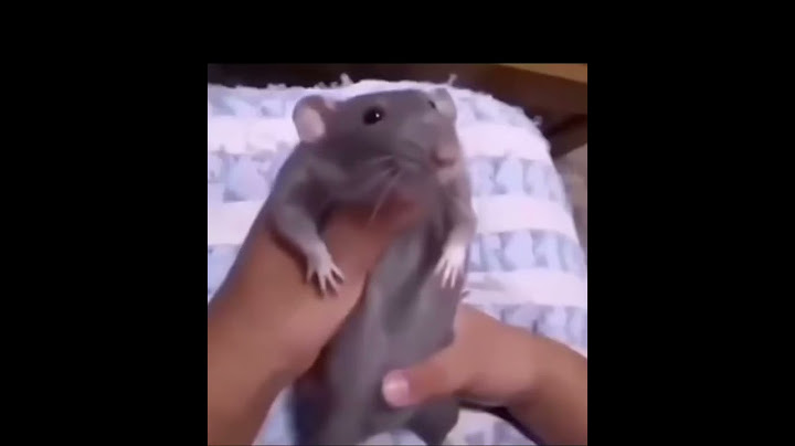 Rata bailando cumbia
