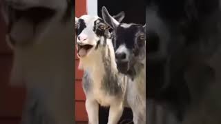 Download Lagu manusia ketawa❎kambing ketawa😪✅ MP3