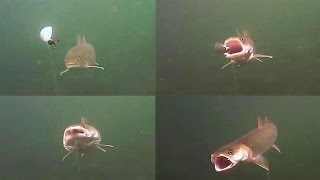 Taimen Underwater Strike Video