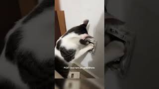 Коты супергерои