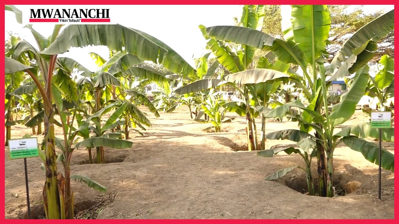 Jinsi ya kufanya Kilimo cha Ndizi na kuepuka Minyoo na Magonjwa