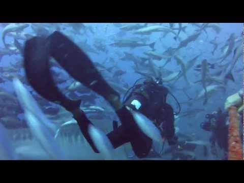 Swimming with 15 ft. Tiger Shark - Beqa Lagoon Shark Dive, Fiji
