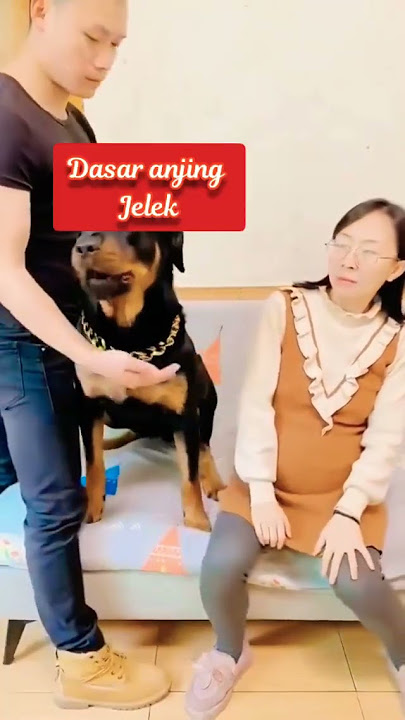 Video lucu Anjing beraninya ada majikannya#shorts