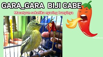 MACET BUNYI ?? sirtu gacor SANGAT MUJARAB MENGATASI burung sirtu macet bunyi METODE AGAR sirtu gacor