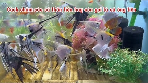 Cách chăm sóc cá thần tiên hay còn gọi là cá ông tiên