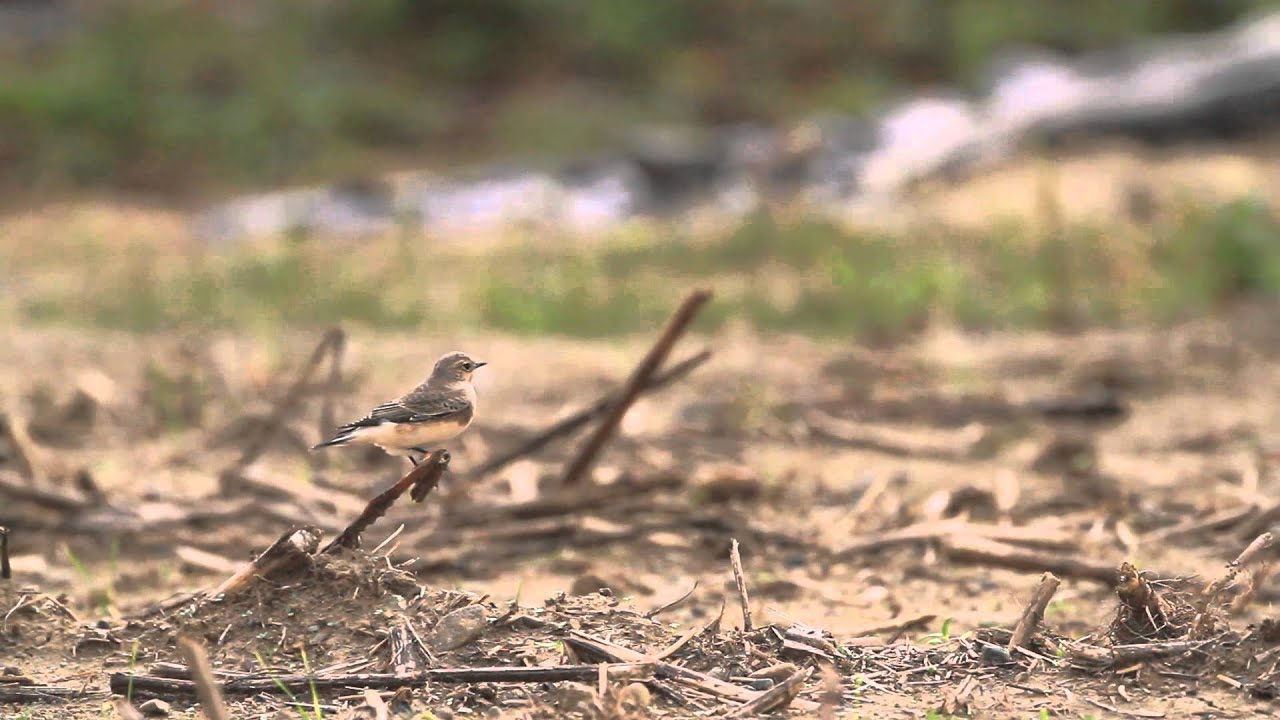 ♪鳥くん野鳥動画（神奈川県・座間市）セグロサバクビタキ１ｗPied Wheatear - YouTube Nagaimasato/♪BirdKun