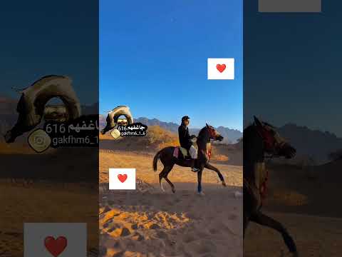 ضرب الحصان بالرصاص لكسر حاجز الخوف وتدريبه على الأصوات القويه لإثبات هدوئه اثنائها لكن الحذر عند طلق