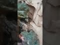 هل من مشتري للجاديت الافغاني العتيق من قرب جبال الزمرد وادي الخمسة اسود بنجشير هل من مشتري للجاديت الافغاني العتيق من قرب جبال الزمرد وادي الخمسة اسود بنجشير