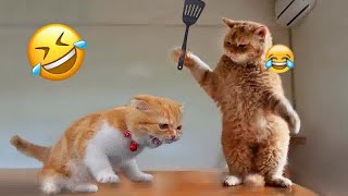 Best Funny Dogs and Cats Videos🤔Funniest Animal videos 2024😻🐈