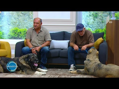 #ნაშუადღევს გამოფენისთვის მზადება