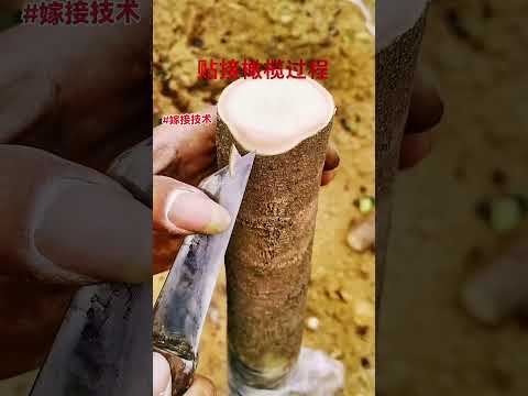 ผลสลากกินแบ่งรัฐบาล วันที่ 1 พย. 2567