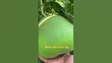 Bưởi ruby thái lan thu vào tháng 7 âm lich #kỹthuậttrồngtrọt