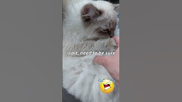 OMG! 🤣🐱😍 THIS IS THE CUTEST RAGDOLL CAT EVER! | #funnycat #ragdollcat  #Shorts