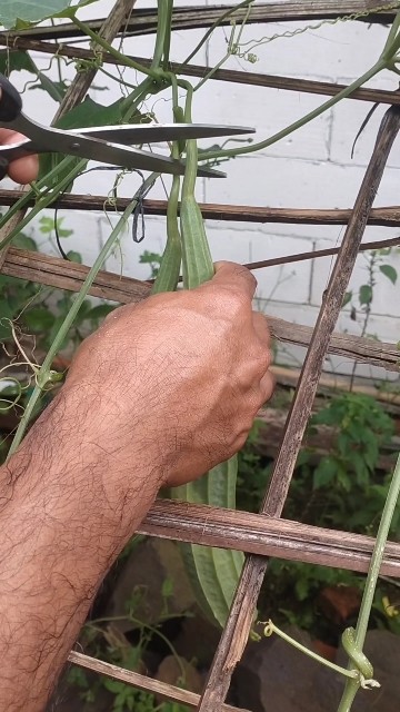 Hasil yang memuaskan #satisfying #asmr #berkebun