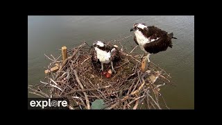 Chesapeake Conservancy Osprey powered by EXPLORE.org