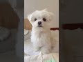 犬が首を傾げる音？