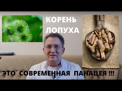 Корень лопуха - панацея? Японцы едят его ежедневно