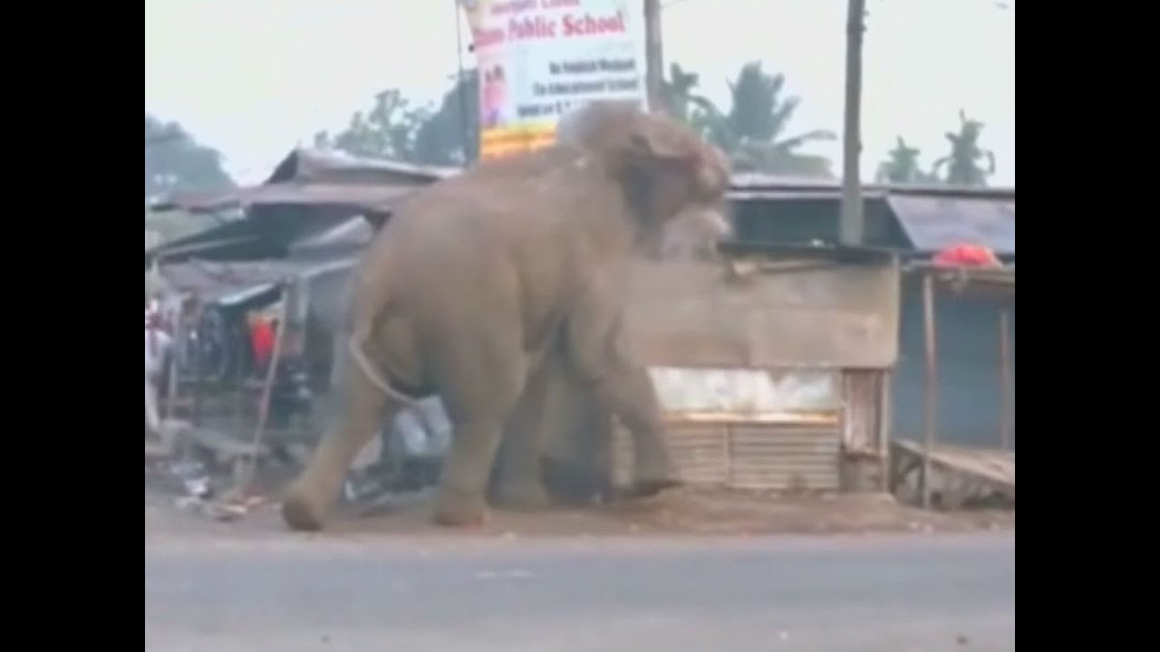 Indien Elefant Indien Elefant