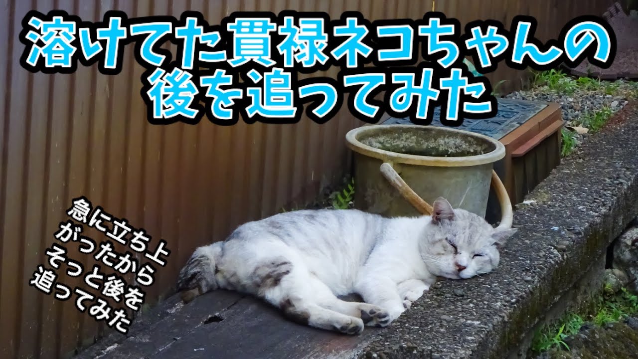 溶けてた貫禄ネコちゃんの後を追ってみた Youtube 溶けてた貫禄ネコちゃんの後を追ってみた Youtube
