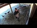 Baby goats and how to catch them  highlight from live cam 32619