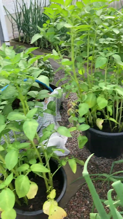 Andrea picks some more Strawberries and a veg garden update 22 June #veggiegarden #vegetablegarden