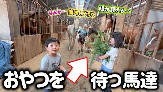 「その緑…欲しいなぁ！」厩舎の中で草を持つ子供を待つ馬達が可愛すぎました。【ツルマルボーイ様のシモベ】