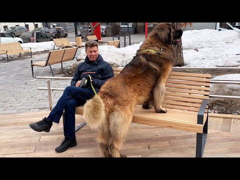 Video: Leonberger Hunderace Hypoallergen, Sundhed Og Levetid